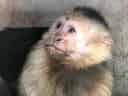 動物図鑑・ノドジロオマキザル 4